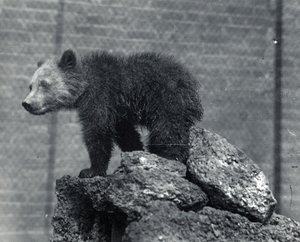 Oso pardo cachorro de Frederick William Bond